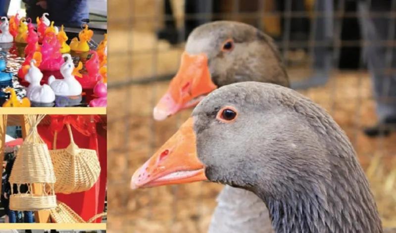 Fiera di San Provino